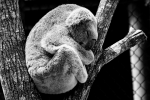 koala.png