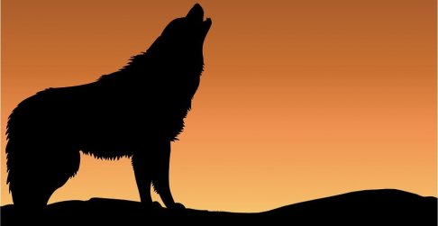 Black Wolf - Our Connection To Earth And All Life Forms & Roles As Caretakers For A New Paradigm.jpg