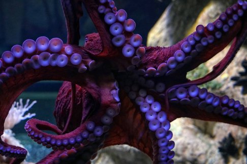 qhht octopus life orb lemruia cern.jpg