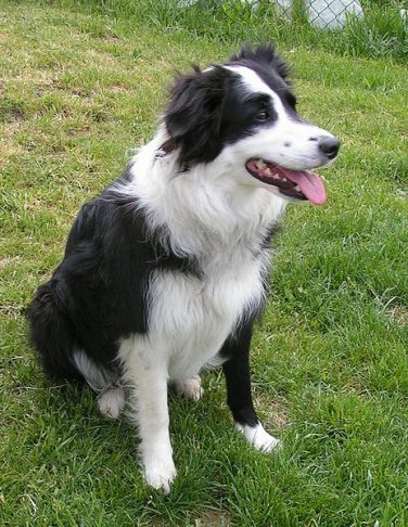 border collie scottish.jpg