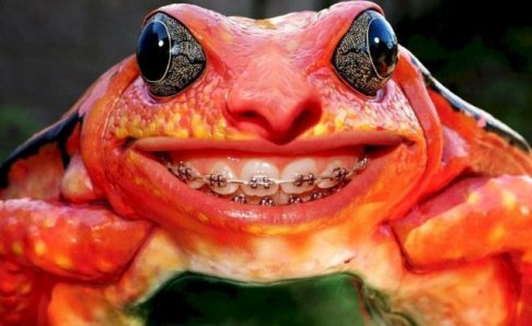 Frog with braces.jpg