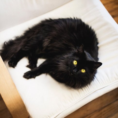 billy collins black cat.jpg