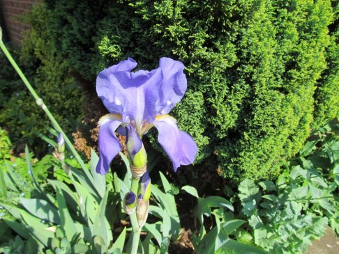 Bearded Iris.JPG