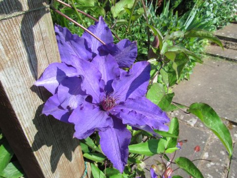 Clematis - The President.JPG