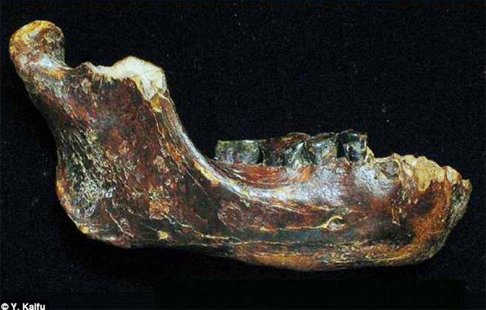 Ancient-Hominid-Jawbone.jpg