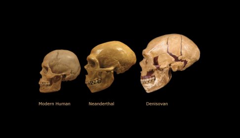 who-are-the-denisovans-and-how-does-their-discovery-alter-our-view-of-human-evolution.jpg