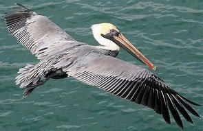 mama pelican.jpg