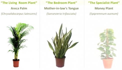 three plants to create air.jpg