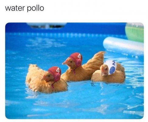 water pollo.jpg