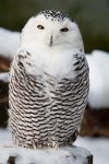 250px-Bubo_scandiacus_-Dierenpark_Amersfoort,_Netherlands_-female-8a.jpg