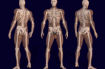 3D_Male_Skeleton_Anatomy-759x500.png