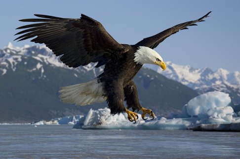 Bald Eagle - Life as an Eagle - Earth Dragons - Multi-dimensional Trees.jpg