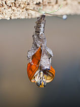 Nacimiento_de_una_Dryas_iulia_Tenerife,_España,_2012-12-13.jpg