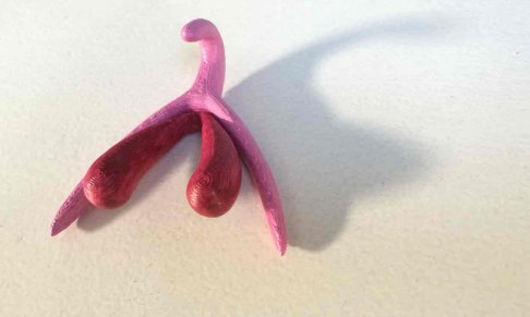 3d clitoris.jpg