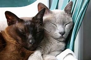 Burmese cats.jpg