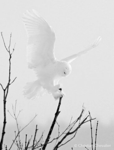 white owl.jpg