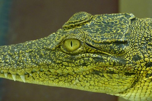 Green alligator or croc.jpg