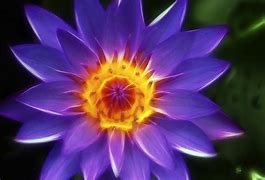 Lotus flower.jpg