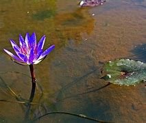 lotus in mud.jpg