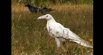 White Raven.jpg