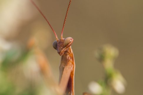 mantis-4436529_960_720.jpg