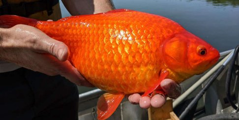 Goldfish found in Keller Lake Minnesota.jpg