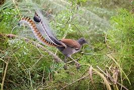 Superb Lyrebird_ground dwelling native bird.jpg