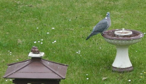 S1240003 Dove checkbirdhouse.JPG