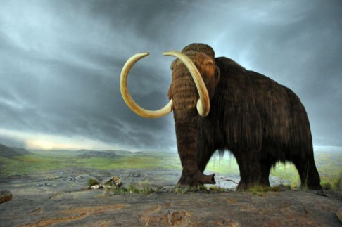 Mammoth exhibit uses musk oxen hair.png
