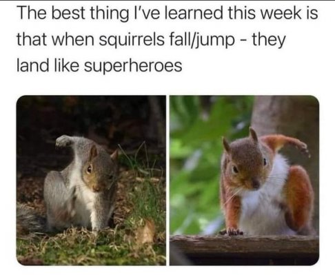 squirrels jumping.jpg