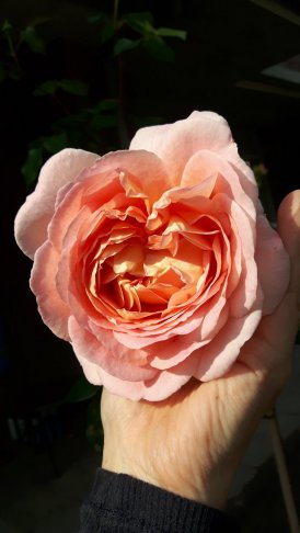 20190606_174652.jpg