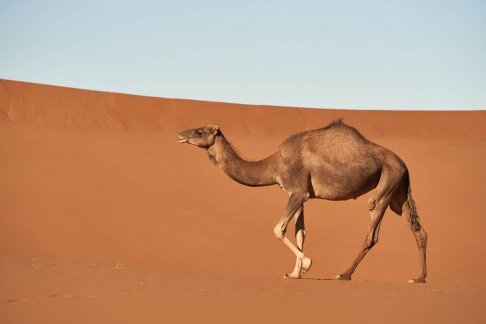 qhht camel.jpg