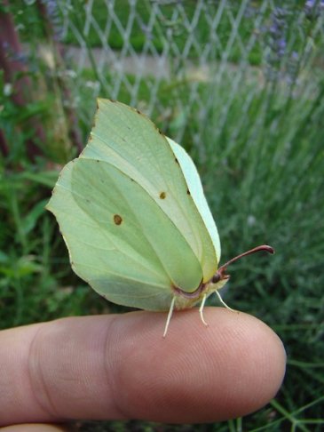 butterfly-on-finger.jpg