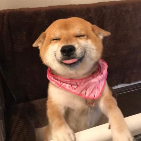 smiling dog.jpg