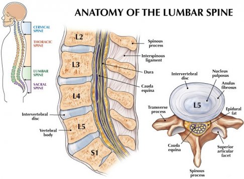 Anatomy-of-the-Lumbar-Spine.jpg