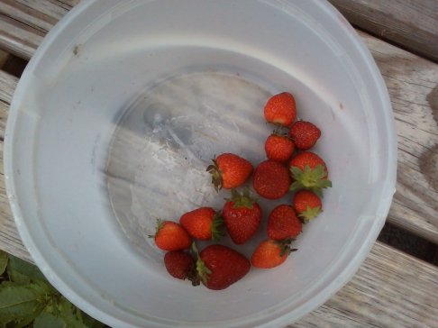 strawberries 5 29 2016.jpg