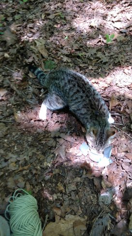 IMG_20170603_132651316.jpg