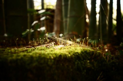 moss.jpg