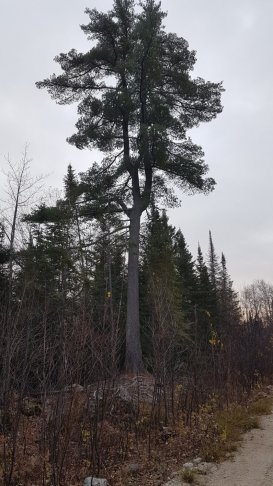 20171107_073214[1].jpg