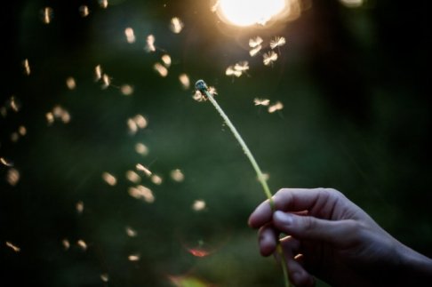 Fotolia_161596059_Dandelion seeds.jpg