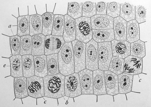 oncion cells.jpg