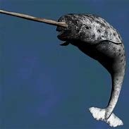 NARWHAL_1.jpg