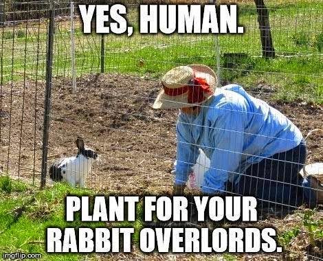 rabbit overlords.jpg