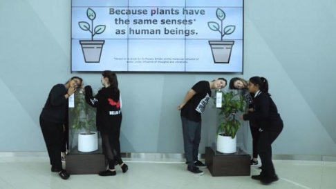 what-happens-when-you-bully-an-ikea-plant-5af02cb66119b__700_8e378dd2.jpg