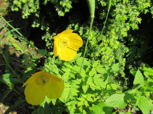 Welsh Poppy.JPG