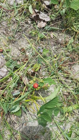 20180626_151247[1].jpg