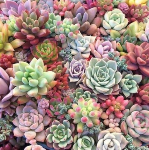 succulent varieties.jpg