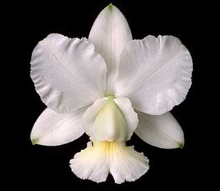 Cattleya walkeriana_var. Alba.jpg