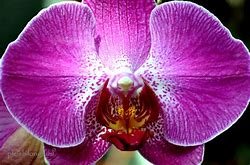 Orchid.jpg