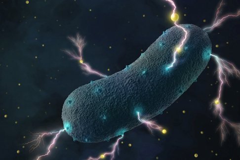 gut bacteria.jpg